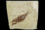 Cretaceous Fossil Fish (Armigatus)- Lebanon #111680-1